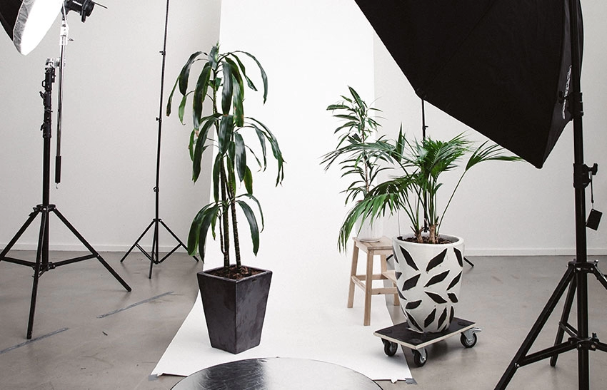 A bright photography studio containing professional lighting equipment and a white background sheet. Potted plants scattered around are the objects of focus.